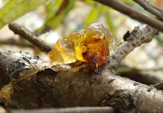 树上的树胶弄在车上怎么办